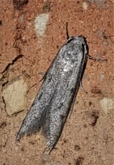 Heteromicta pachytera