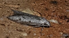 Heteromicta pachytera