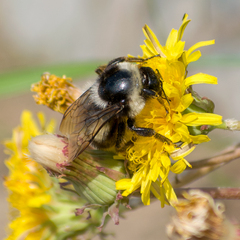 Bombus patagiatus