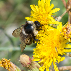 Bombus patagiatus