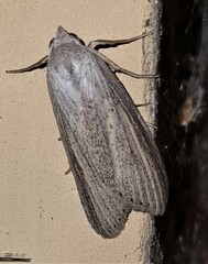 Prionopterina grammatistis