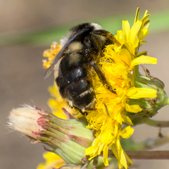 Bombus patagiatus