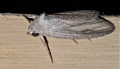 Prionopterina grammatistis