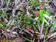 Eriocaulon truncatum
