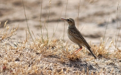 Anthus similis