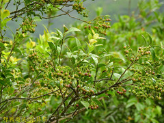 Vaccinium wrightii