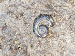 Anaulaciulus tonginus