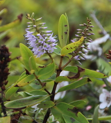 Veronica ligustrifolia