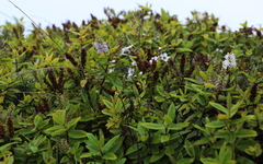 Veronica ligustrifolia