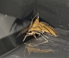 Cnaphalocrocis medinalis