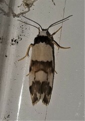 Philenora aspectalella