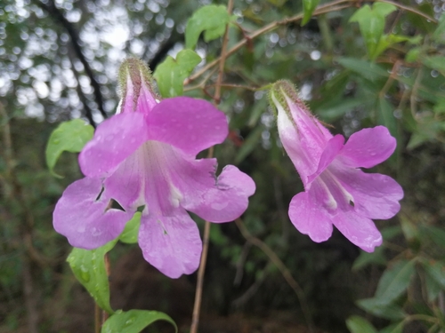 Image of Maurandya barclayana by (c) aacocucci, some rights reserved (CC BY)