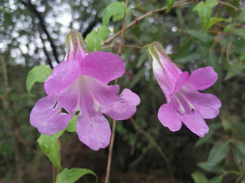 Image of Maurandya barclayana by (c) aacocucci, some rights reserved (CC BY)