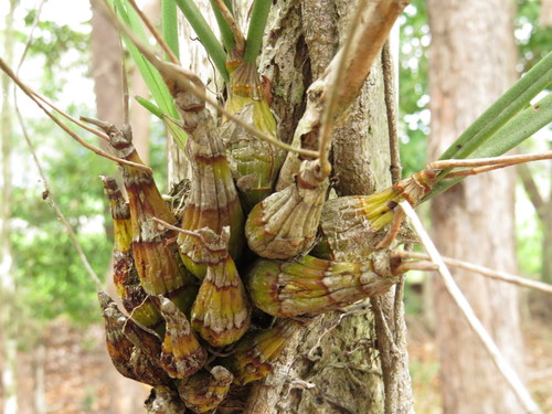 Image of Dendrobium canaliculatum by (c) coenobita, some rights reserved (CC BY)