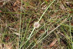 Chorizandra cymbaria