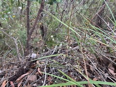 Chrysocephalum baxteri