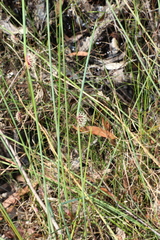 Chorizandra cymbaria