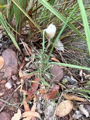 Chrysocephalum baxteri