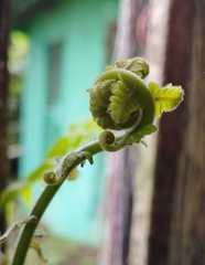 Pleopeltis polypodioides