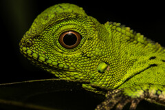 Gonocephalus doriae