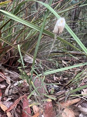 Chrysocephalum baxteri