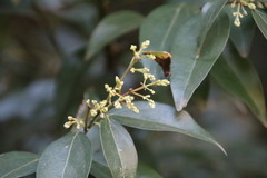 Cinnamomum burmanni