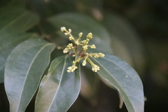 Cinnamomum burmanni