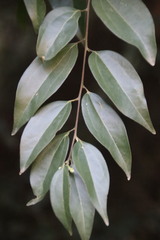 Cinnamomum burmanni