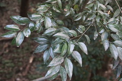 Cinnamomum burmanni