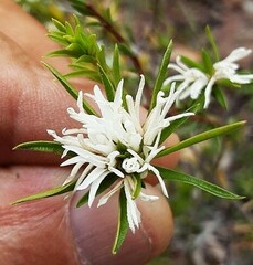 Pseudanthus pimeleoides