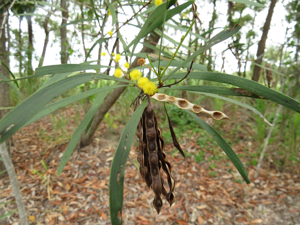 Heathlands Wattle
