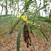 Acacia simsii - Photo (c) coenobita, μερικά δικαιώματα διατηρούνται (CC BY), uploaded by coenobita