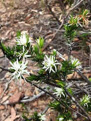 Pseudanthus pimeleoides