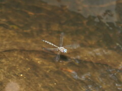 Austroaeschna multipunctata