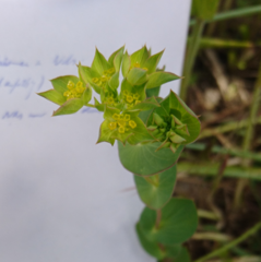 Bupleurum rotundifolium