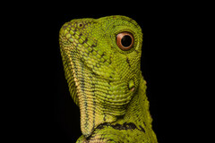 Gonocephalus doriae