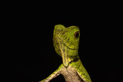 Gonocephalus doriae
