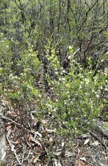 Pseudanthus pimeleoides