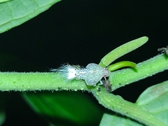 Scolypopa