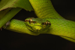 Tropidolaemus subannulatus
