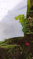 Bupleurum rotundifolium