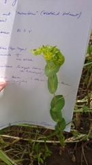 Bupleurum rotundifolium
