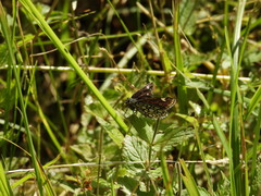 Heteropterus morpheus