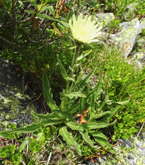 Schlagintweitia intybacea