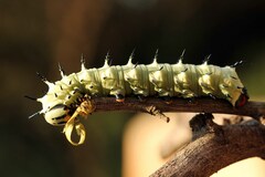 Lophostethus dumolinii