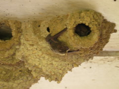 Vespadelus troughtoni