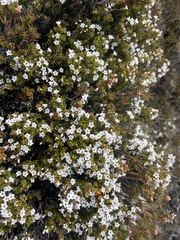 Epacris serpyllifolia