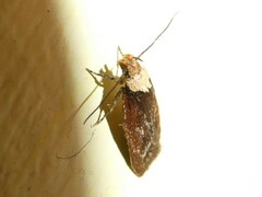 Depressaria