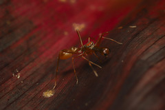 Myrmaplata plataleoides