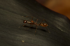 Myrmaplata plataleoides